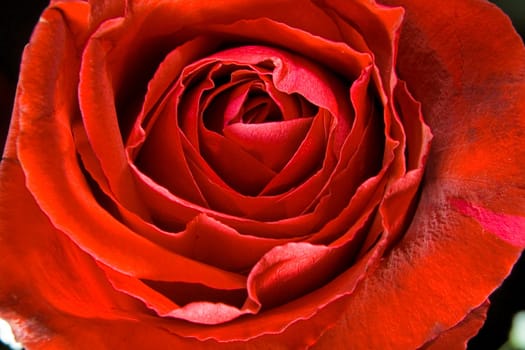 Red rose photographed closeup for use as a background at design