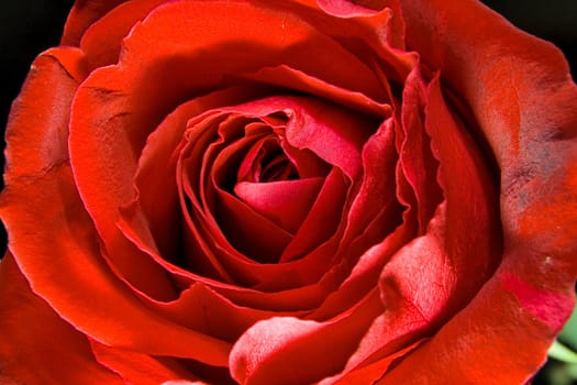 Red rose photographed closeup for use as a background at design