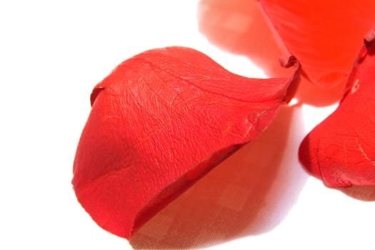 Petals of a red rose on a white background