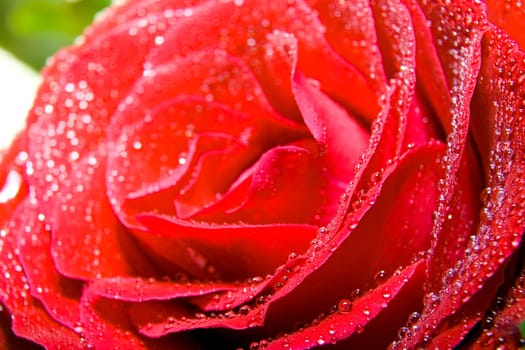 Red rose photographed closeup for use as a background at design