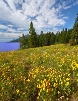 Pretty wildflowers grow near the shore of Jackson Lake in Grand Teton National Park - USA.