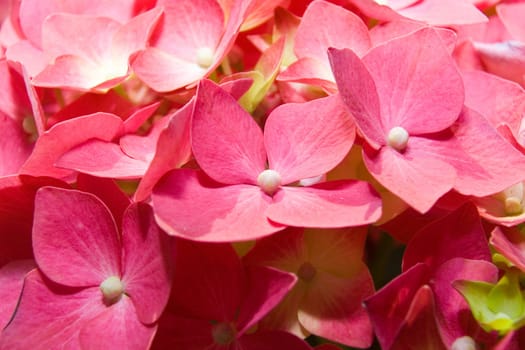 The flowers of a pink hydrangea (Hortensia ) photographed close up