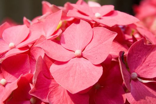 The flowers of a pink hydrangea (Hortensia ) photographed close up