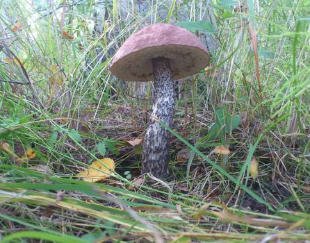 Brown cup mushroom on moss in forest