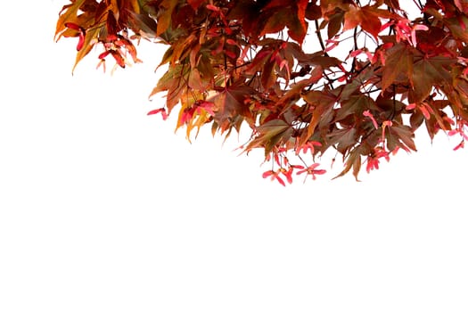 Branch of a red decorative maple in the autumn on a white background.