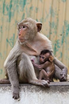 monkey and its baby sitting on the wall in Lopburi of Thailand