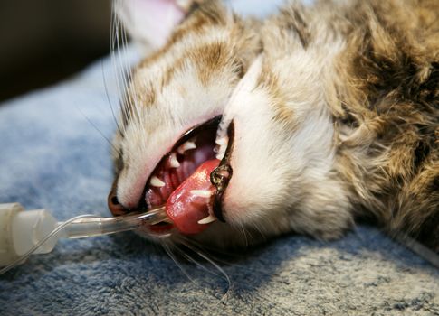 pet cat under anesthesia in veterinary office