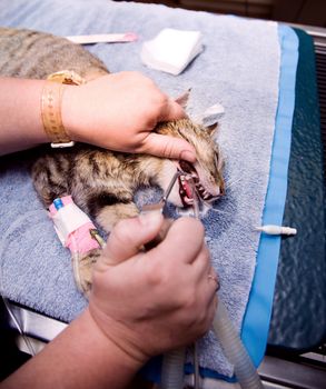 Cat's mouth being irrigated after veterinary dentistry procedure
