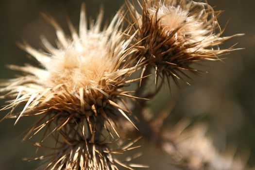 Macro dry weeds in the meadow