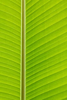 Fresh green banana leaf can be used for backgrounds.