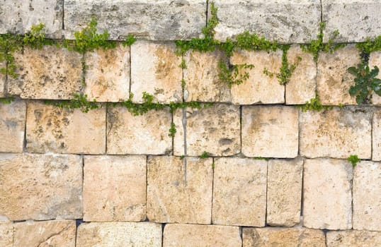 Old wall from stone blocks with the plants which have sprouted in joints