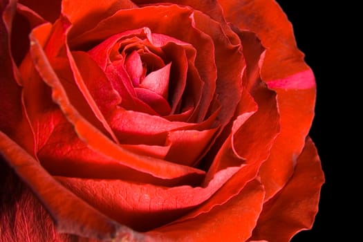 Red rose photographed closeup for use as a background at design