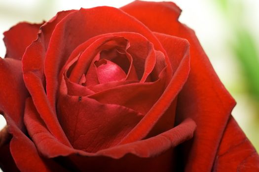 Red rose on natural Bokeh green background