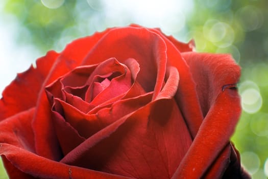 Red rose on natural Bokeh green background