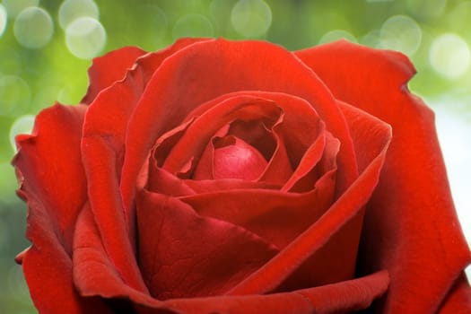 Red rose on natural Bokeh green background