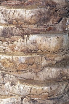 Structure of a bark of a palm tree. Natural background