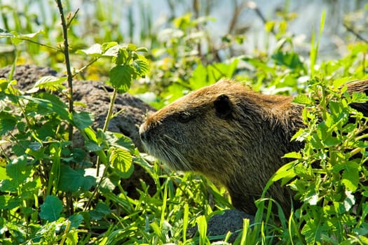 Nutrias in the Nature on a natural background