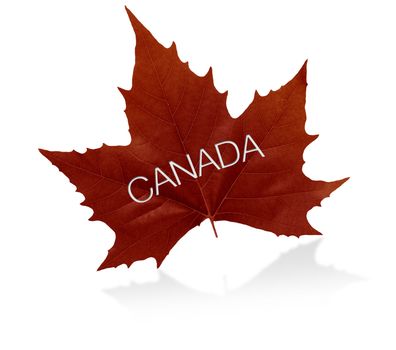 High resolution canadian maple leaf graphic. 