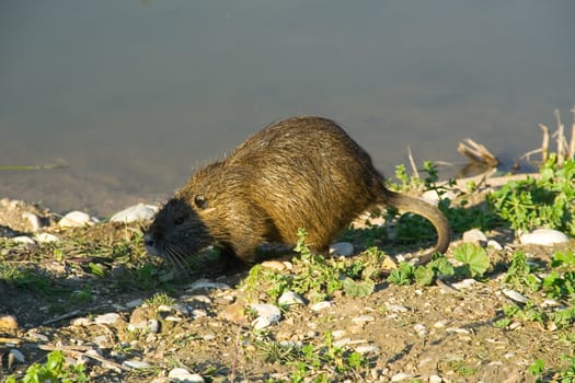 Nutrias in the Nature on a natural background