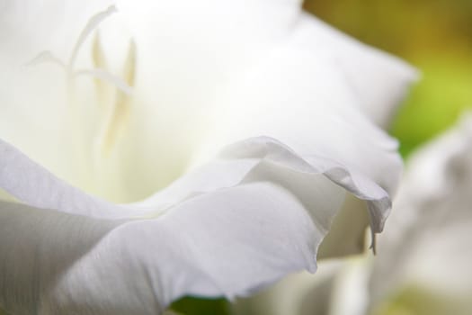 The flower of a white gladiolus photographed closeup