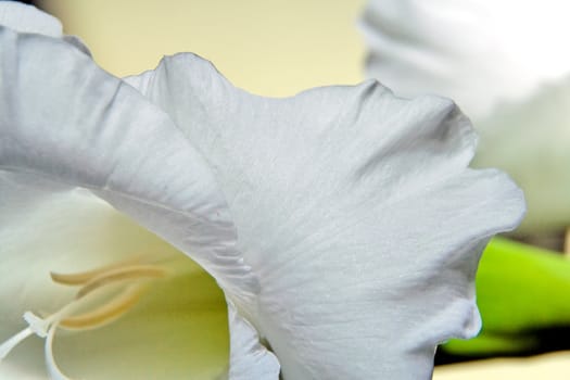 The flower of a white gladiolus photographed closeup