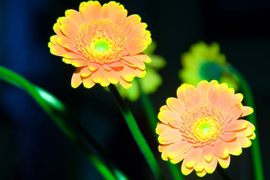 Rose-yellow colored gerber flowers on dark blue background