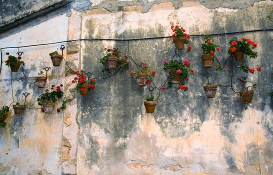 Flowerpots with flowers on an old concrete wall