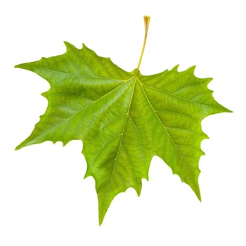 Beautiful green leaves in spring isolated on white