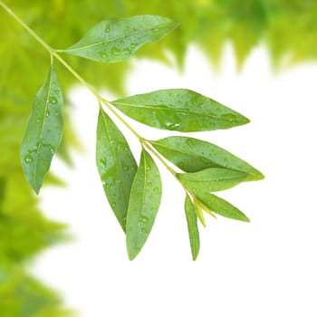 Beautiful green leaves in spring isolated on white