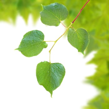 Beautiful green leaves in spring isolated on white