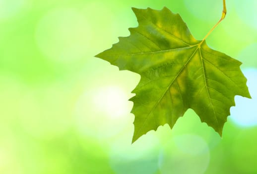 Beautiful green leaves with green background in spring