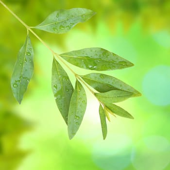 Beautiful green leaves with green background in spring