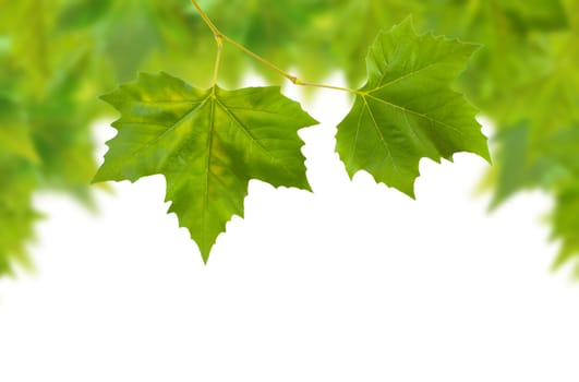 Beautiful green leaves in spring isolated on white