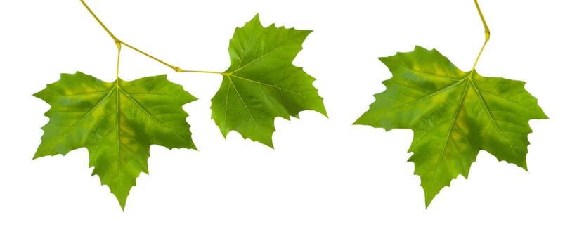 Beautiful green leaves in spring isolated on white