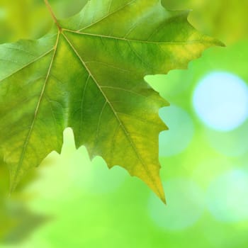 Beautiful green leaves with green background in spring