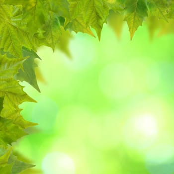 Beautiful green leaves with green background in spring