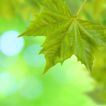 Beautiful green leaves with green background in spring