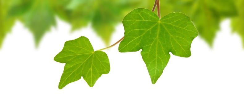 Beautiful green leaves in spring isolated on white