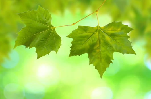 Beautiful green leaves with green background in spring