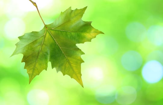 Beautiful green leaves with green background in spring