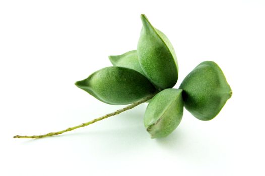 Green Almond Tree Fruit on white background.