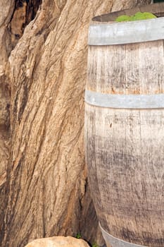 Old wine  barrel against old tree