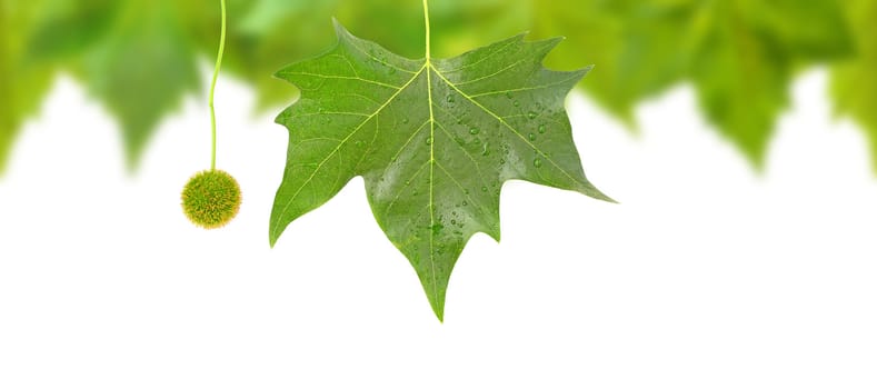 Beautiful green leaves in spring isolated on white