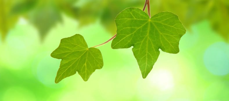 Beautiful green leaves with green background in spring