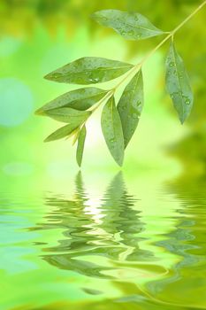 Beautiful green leaves in spring with reflection