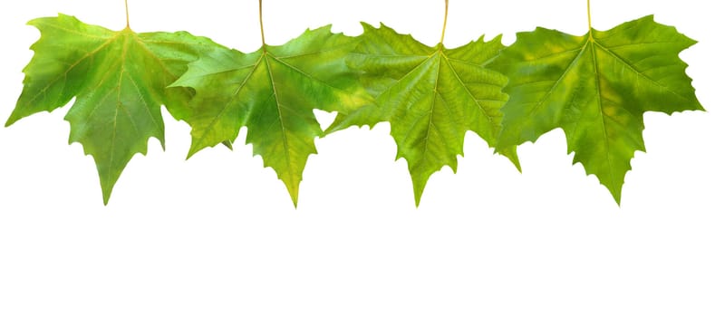 Beautiful green leaves in spring isolated on white