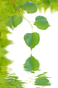 Beautiful green leaves in spring isolated on white