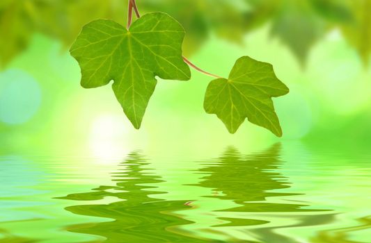 Beautiful green leaves in spring with reflection