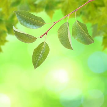 Beautiful green leaves with green background in spring