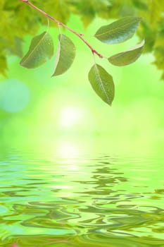 Beautiful green leaves in spring with reflection